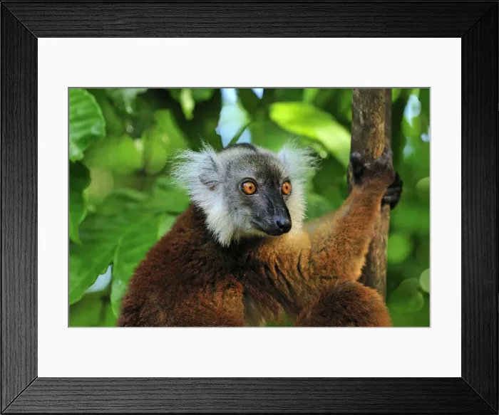 Framed Print : Black Lemur - female - Lokobe Nature Special Reserve - Nosy Be - Northern Madagascar Framed Print : Black Lemur - female - Lokobe Nature Special Reserve - Nosy Be - Northern Madagascar