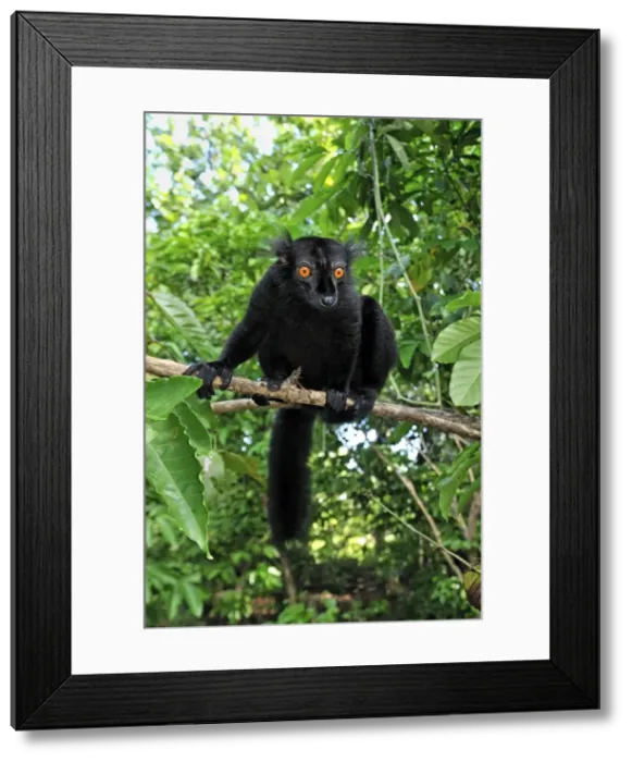 Framed Print : Black Lemur - male - Lokobe Nature Special Reserve - Nosy Be - Northern Madagascar Framed Print : Black Lemur - male - Lokobe Nature Special Reserve - Nosy Be - Northern Madagascar