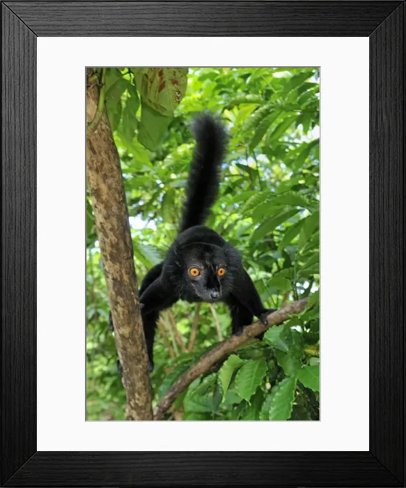 Framed Print : Black Lemur - male - Lokobe Nature Special Reserve - Nosy Be - Northern Madagascar Framed Print : Black Lemur - male - Lokobe Nature Special Reserve - Nosy Be - Northern Madagascar