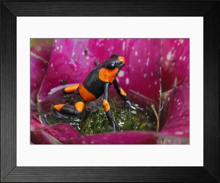 Framed Print : Red-banded Poison Frog - on bromeliad Cauca, Colombia Framed Print : Red-banded Poison Frog - on bromeliad Cauca, Colombia