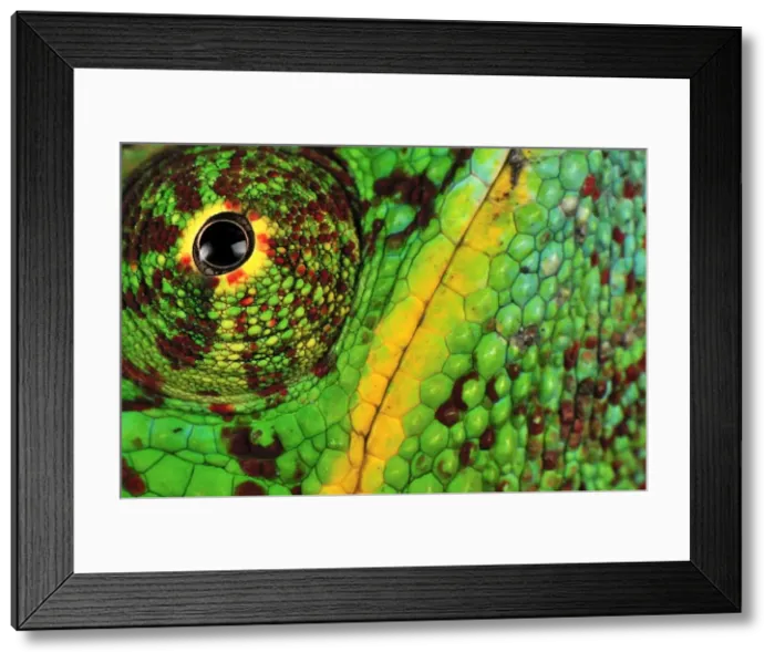 Framed Print : Panther Chameleon - male - close-up of eye and skin - Lokobe Nature Special Reserve - Nosy Be - Northern Madagascar Framed Print : Panther Chameleon - male - close-up of eye and skin - Lokobe Nature Special Reserve - Nosy Be - Northern Madagascar
