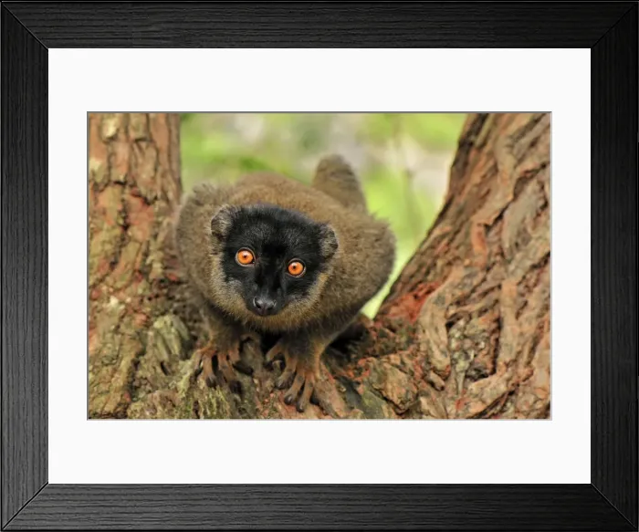 Framed Print : Common Brown Lemur - Andasibe-Mantadia National Park - Madagascar