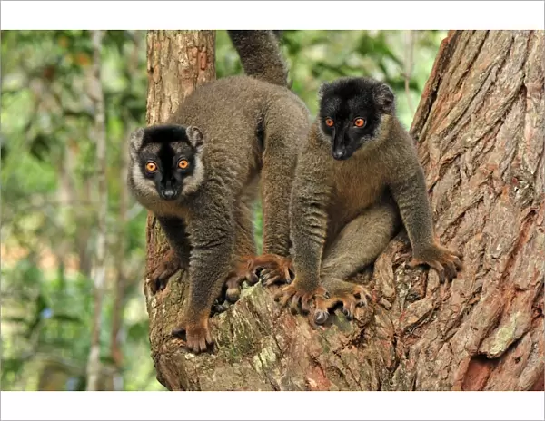 Common Brown Lemur - Andasibe-Mantadia National Park - Madagascar