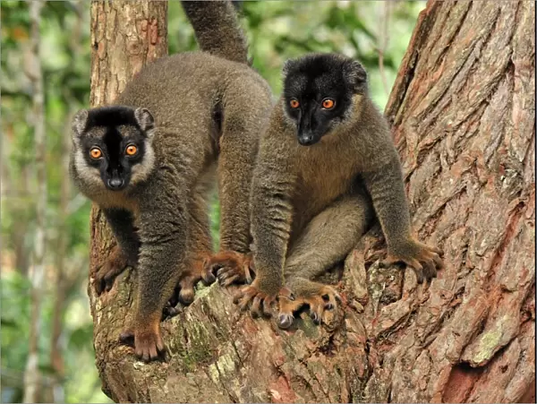 Common Brown Lemur - Andasibe-Mantadia National Park - Madagascar