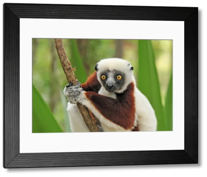 Framed Print : Coquerel's Sifaka - Ankarafantsika National Park - Madagascar Framed Print : Coquerel's Sifaka - Ankarafantsika National Park - Madagascar