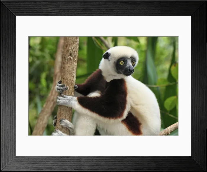 Framed Print : Coquerel's Sifaka - Ankarafantsika National Park - Madagascar Framed Print : Coquerel's Sifaka - Ankarafantsika National Park - Madagascar