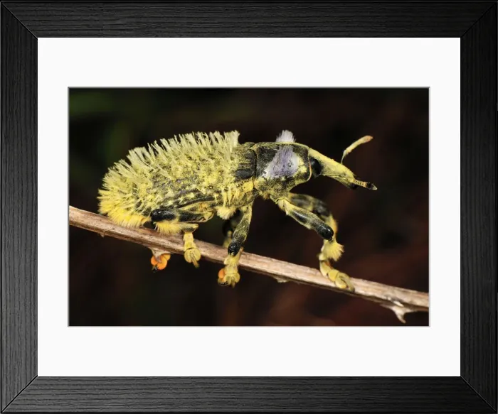 Framed Print : Weevil Beetle - Andasibe-Mantadia National Park - Madagascar Framed Print : Weevil Beetle - Andasibe-Mantadia National Park - Madagascar