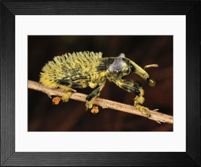 Framed Print : Weevil Beetle - Andasibe-Mantadia National Park - Madagascar Framed Print : Weevil Beetle - Andasibe-Mantadia National Park - Madagascar