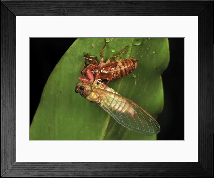 Framed Print : Cicada emerged from nymphal case - Andasibe-Mantadia National Park - Madagascar Framed Print : Cicada emerged from nymphal case - Andasibe-Mantadia National Park - Madagascar