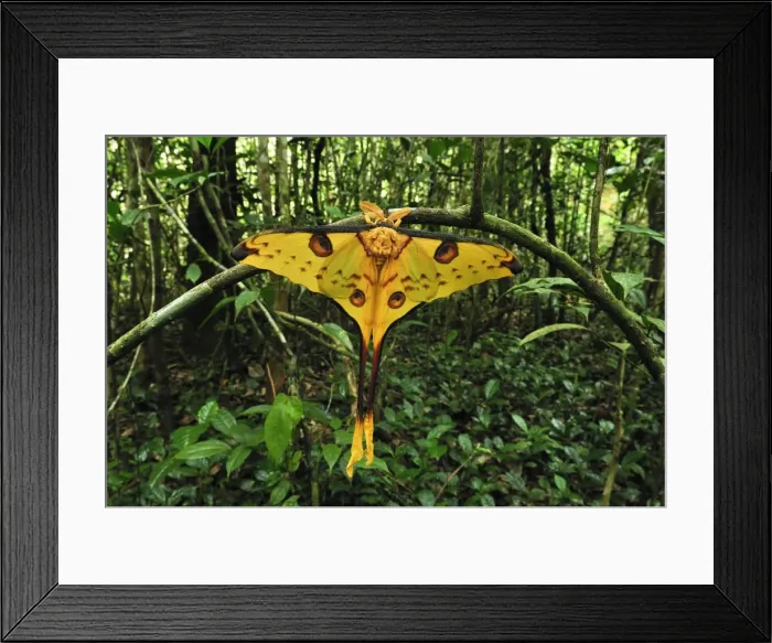 Framed Print : Comet Moth - Andasibe-Mantadia National Park - Eastern-central Madagascar Framed Print : Comet Moth - Andasibe-Mantadia National Park - Eastern-central Madagascar