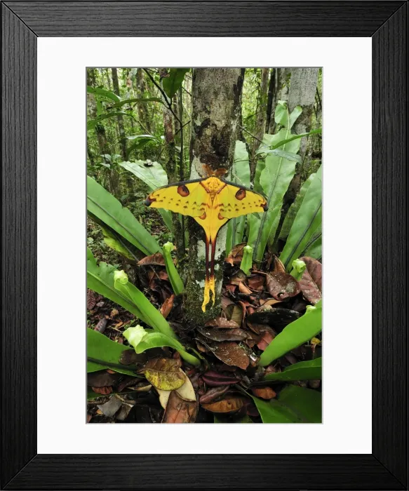 Framed Print : Comet Moth - Andasibe-Mantadia National Park - Eastern-central Madagascar