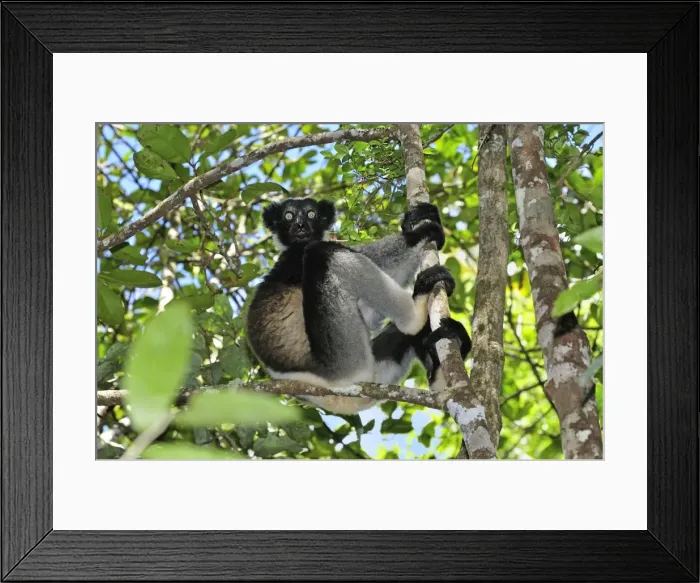 Framed Print : Indri - largest lemur - Andasibe-Mantadia National Park - Eastern-central Madagascar Framed Print : Indri - largest lemur - Andasibe-Mantadia National Park - Eastern-central Madagascar