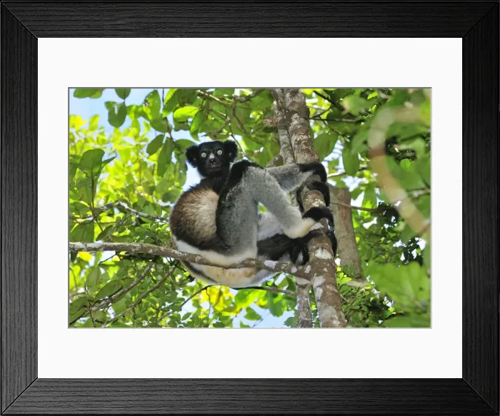 Framed Print : Indri - largest lemur - Andasibe-Mantadia National Park - Eastern-central Madagascar Framed Print : Indri - largest lemur - Andasibe-Mantadia National Park - Eastern-central Madagascar