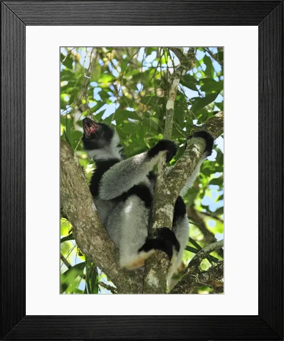Framed Print : Indri - calling - largest lemur - Andasibe-Mantadia National Park - Eastern-central Madagascar Framed Print : Indri - calling - largest lemur - Andasibe-Mantadia National Park - Eastern-central Madagascar