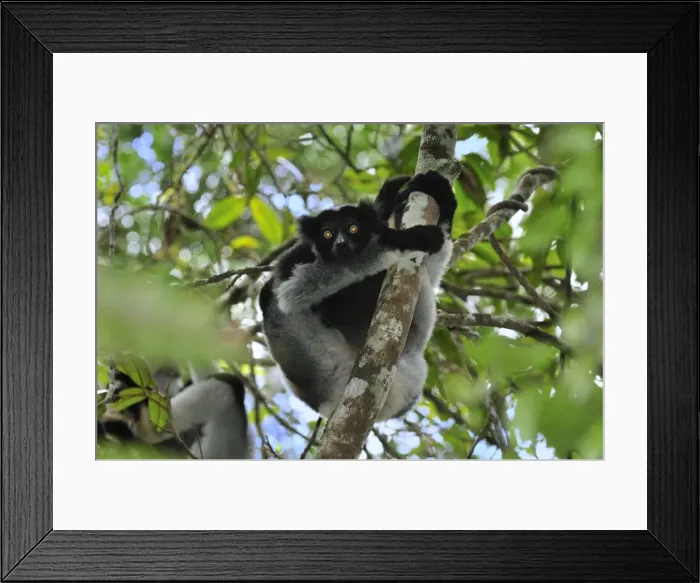 Framed Print : Indri - largest lemur - Andasibe-Mantadia National Park - Eastern-central Madagascar Framed Print : Indri - largest lemur - Andasibe-Mantadia National Park - Eastern-central Madagascar