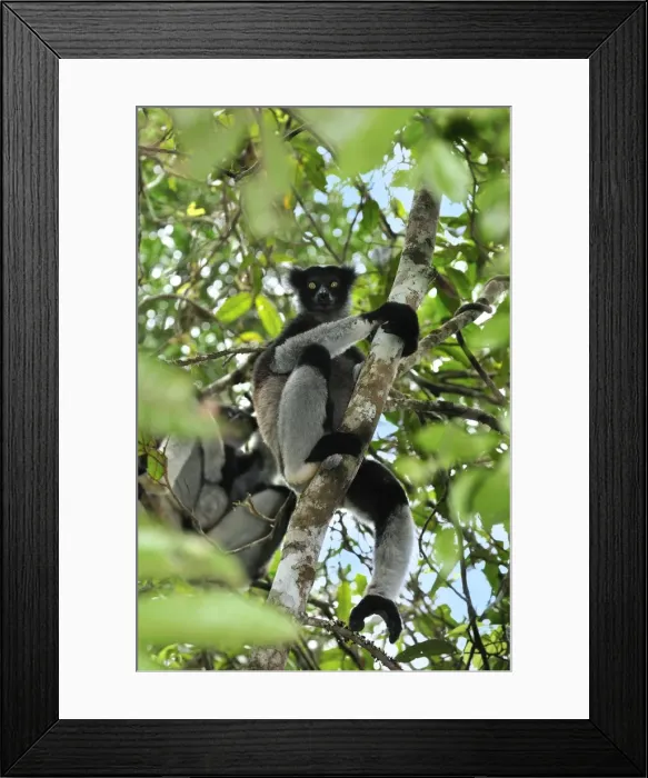 Framed Print : Indri - largest lemur - Andasibe-Mantadia National Park - Eastern-central Madagascar Framed Print : Indri - largest lemur - Andasibe-Mantadia National Park - Eastern-central Madagascar