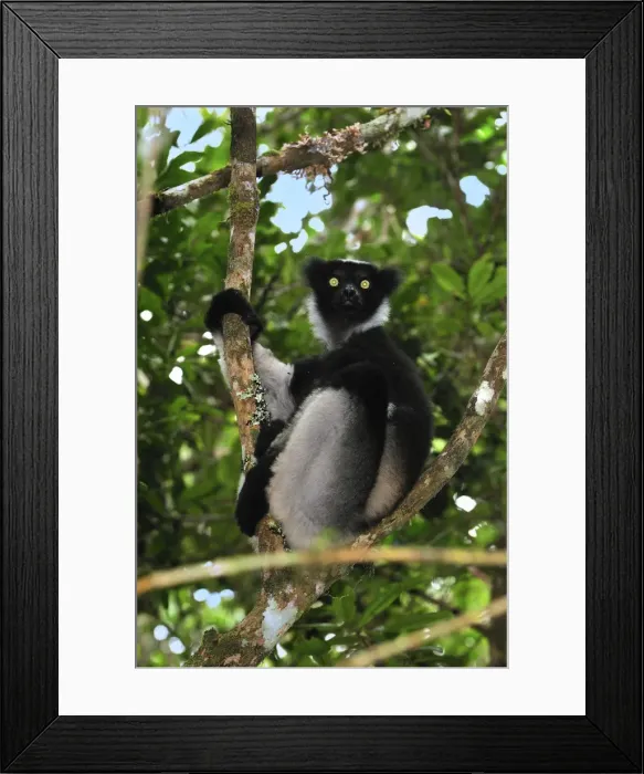 Framed Print : Indri - largest lemur - Andasibe-Mantadia National Park - Eastern-central Madagascar Framed Print : Indri - largest lemur - Andasibe-Mantadia National Park - Eastern-central Madagascar
