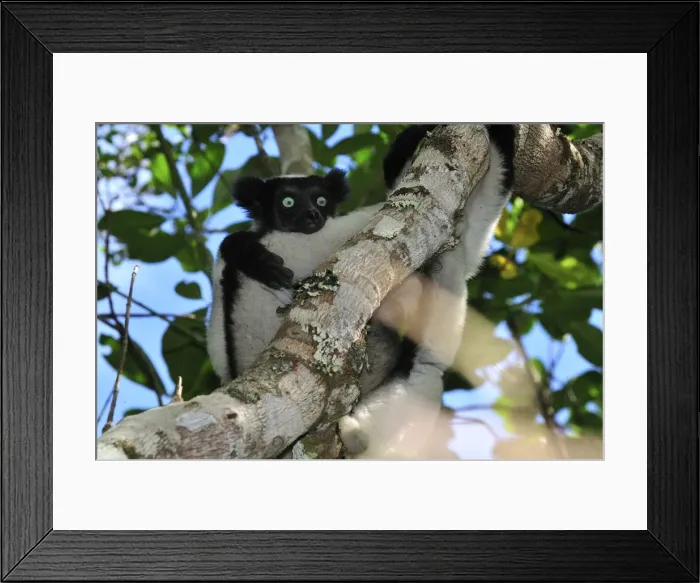 Framed Print : Indri - largest lemur - Andasibe-Mantadia National Park - Eastern-central Madagascar Framed Print : Indri - largest lemur - Andasibe-Mantadia National Park - Eastern-central Madagascar