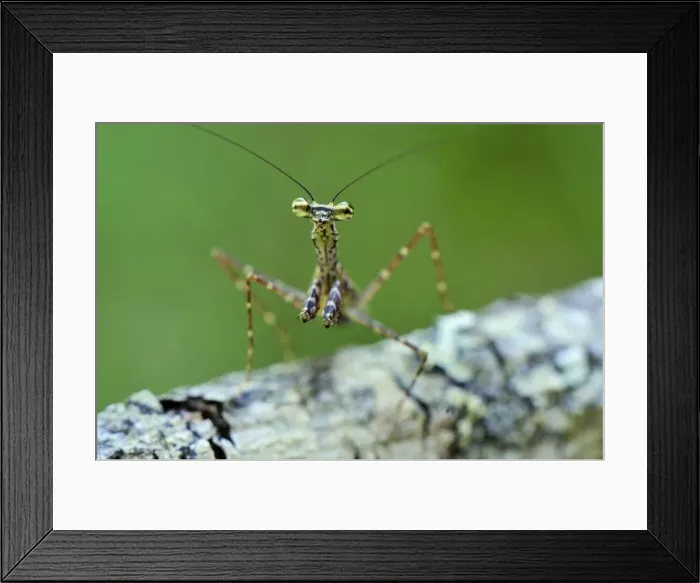 Framed Print : Praying Mantis on tree bark - Andasibe-Mantadia National Park - Eastern-central Madagascar Framed Print : Praying Mantis on tree bark - Andasibe-Mantadia National Park - Eastern-central Madagascar