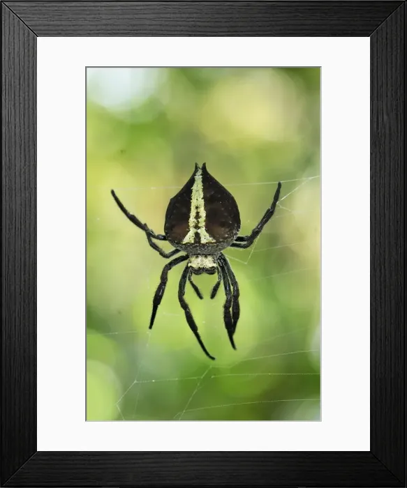 Framed Print : Orb Web Spider - Andasibe-Mantadia National Park - Eastern-central Madagascar Framed Print : Orb Web Spider - Andasibe-Mantadia National Park - Eastern-central Madagascar