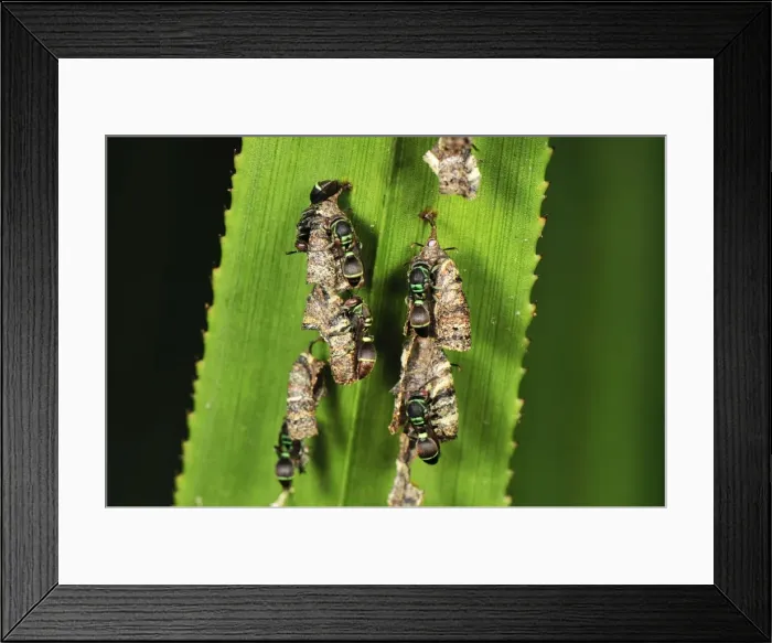 Framed Print : Wasps with nest on screw palm - Andasibe-Mantadia National Park - Eastern-central Madagascar
