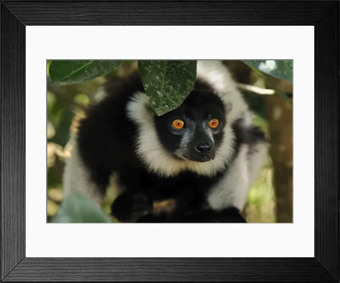 Framed Print : Black-and-white Ruffed Lemur - Toamasina / Tamatave - Eastern Madagascar Framed Print : Black-and-white Ruffed Lemur - Toamasina / Tamatave - Eastern Madagascar
