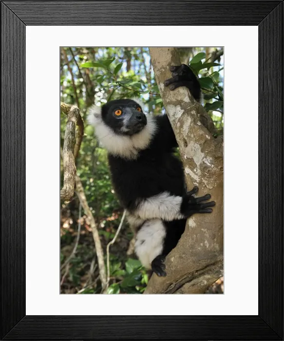 Framed Print : Black-and-white Ruffed Lemur - Toamasina / Tamatave - Eastern Madagascar Framed Print : Black-and-white Ruffed Lemur - Toamasina / Tamatave - Eastern Madagascar