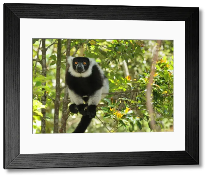 Framed Print : Black-and-white Ruffed Lemur - Toamasina / Tamatave - Eastern Madagascar Framed Print : Black-and-white Ruffed Lemur - Toamasina / Tamatave - Eastern Madagascar