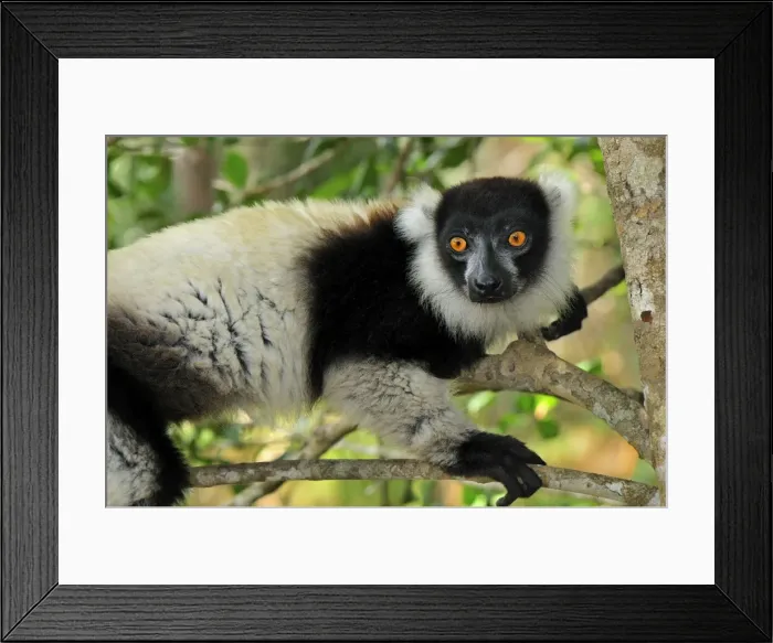 Framed Print : Black-and-white Ruffed Lemur - Toamasina / Tamatave - Eastern Madagascar Framed Print : Black-and-white Ruffed Lemur - Toamasina / Tamatave - Eastern Madagascar