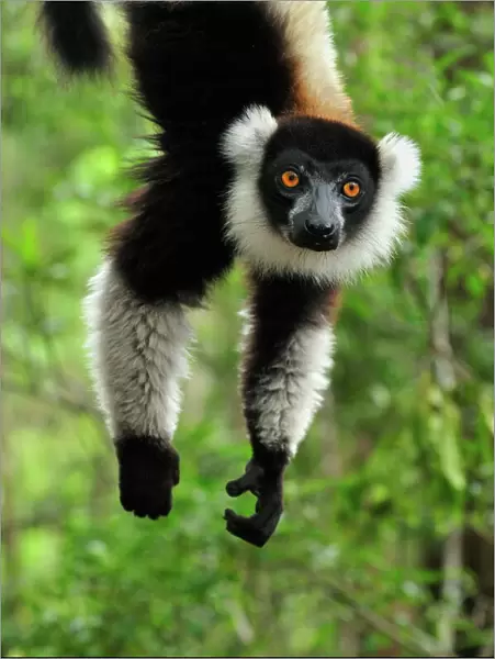 Black-and-white Ruffed Lemur - hanging upside down - Toamasina  /  Tamatave - Eastern Madagascar