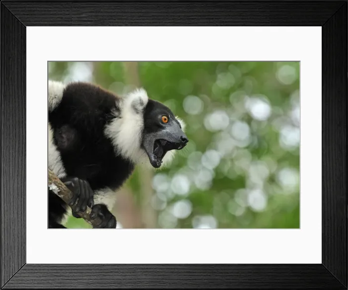 Framed Print : Black-and-white Ruffed Lemur - calling - Toamasina / Tamatave - Eastern Madagascar Framed Print : Black-and-white Ruffed Lemur - calling - Toamasina / Tamatave - Eastern Madagascar