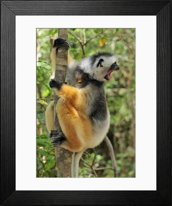 Framed Print : Diademed Sifaka - calling - Andasibe-Mantadia National Park - Eastern-central Madagascar Framed Print : Diademed Sifaka - calling - Andasibe-Mantadia National Park - Eastern-central Madagascar