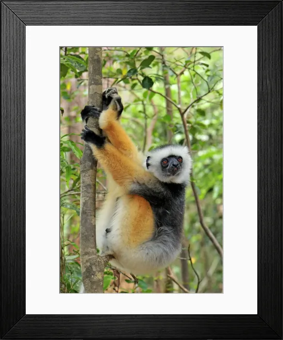 Framed Print : Diademed Sifaka - Andasibe-Mantadia National Park - Eastern-central Madagascar Framed Print : Diademed Sifaka - Andasibe-Mantadia National Park - Eastern-central Madagascar