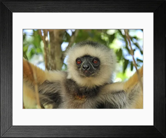 Framed Print : Diademed Sifaka - Andasibe-Mantadia National Park - Eastern-central Madagascar