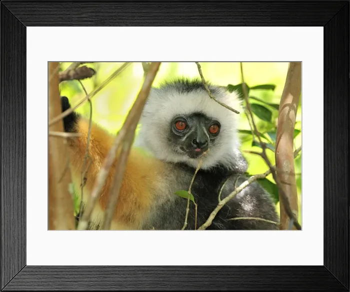 Framed Print : Diademed Sifaka - Andasibe-Mantadia National Park - Eastern-central Madagascar Framed Print : Diademed Sifaka - Andasibe-Mantadia National Park - Eastern-central Madagascar