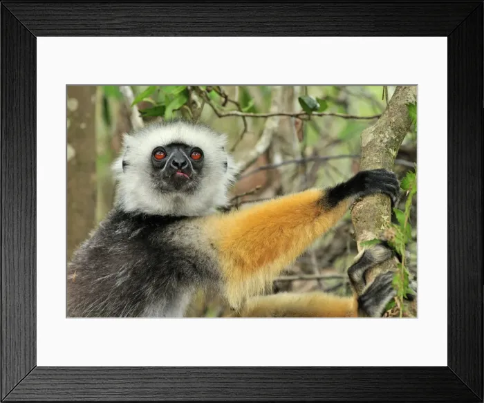 Framed Print : Diademed Sifaka - Andasibe-Mantadia National Park - Eastern-central Madagascar