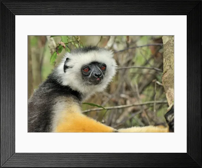 Framed Print : Diademed Sifaka - Andasibe-Mantadia National Park - Eastern-central Madagascar Framed Print : Diademed Sifaka - Andasibe-Mantadia National Park - Eastern-central Madagascar