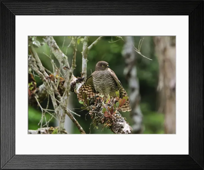 Framed Print : Madagascar Sparrowhawk - Andasibe-Mantadia National Park - Eastern-central Madagascar Framed Print : Madagascar Sparrowhawk - Andasibe-Mantadia National Park - Eastern-central Madagascar
