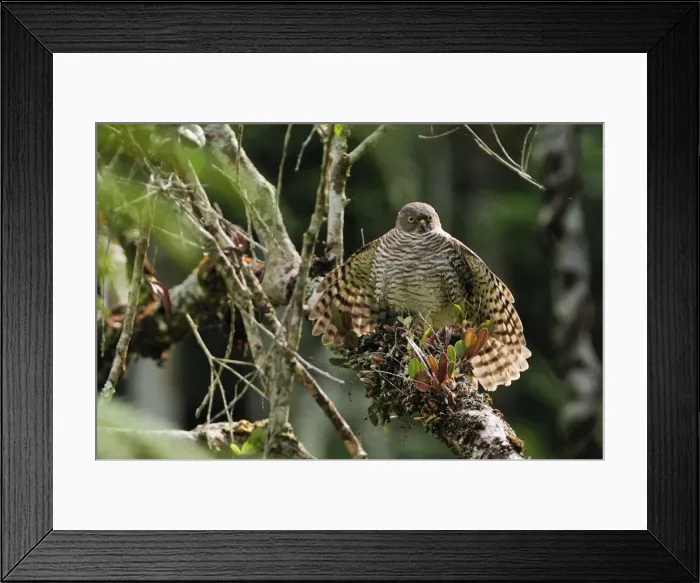 Framed Print : Madagascar Sparrowhawk - Andasibe-Mantadia National Park - Eastern-central Madagascar Framed Print : Madagascar Sparrowhawk - Andasibe-Mantadia National Park - Eastern-central Madagascar
