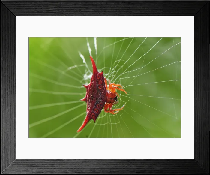 Framed Print : Orb Web Spider / Thorn Spider - Andasibe-Mantadia National Park - Eastern-central Madagascar Framed Print : Orb Web Spider / Thorn Spider - Andasibe-Mantadia National Park - Eastern-central Madagascar