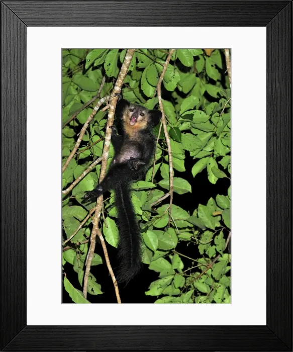 Framed Print : Aye-aye - Mananara - Eastern Madagascar Framed Print : Aye-aye - Mananara - Eastern Madagascar