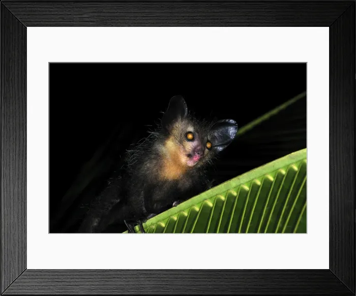 Framed Print : Aye-aye - Mananara - Eastern Madagascar Framed Print : Aye-aye - Mananara - Eastern Madagascar