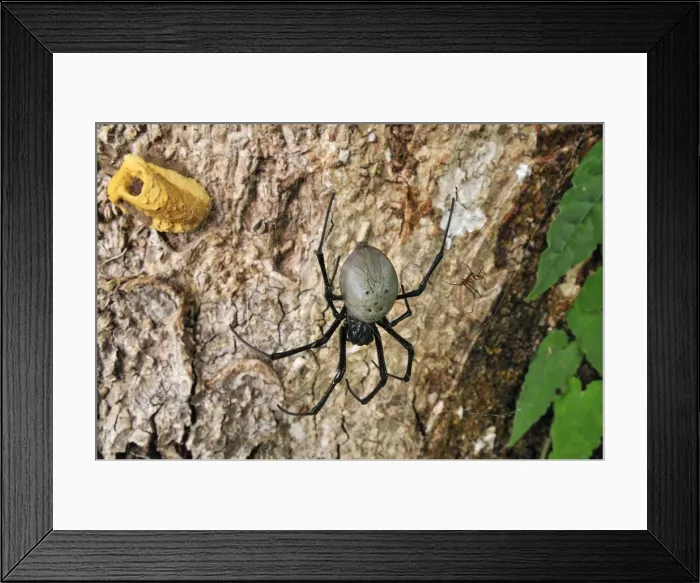 Framed Print : Orb Web Spider - female with male on right - (yellow construction in background is a wasps nest) - Masoala National Park - Madagascar Framed Print : Orb Web Spider - female with male on right - (yellow construction in background is a wasps nest) - Masoala National Park - Madagascar