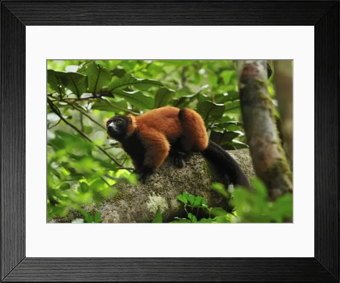 Framed Print : Red Ruffed Lemur - Masoala National Park - Madagascar Framed Print : Red Ruffed Lemur - Masoala National Park - Madagascar