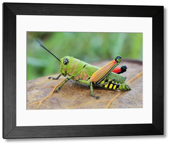 Framed Print : Locust - Masoala National Park - Madagascar Framed Print : Locust - Masoala National Park - Madagascar