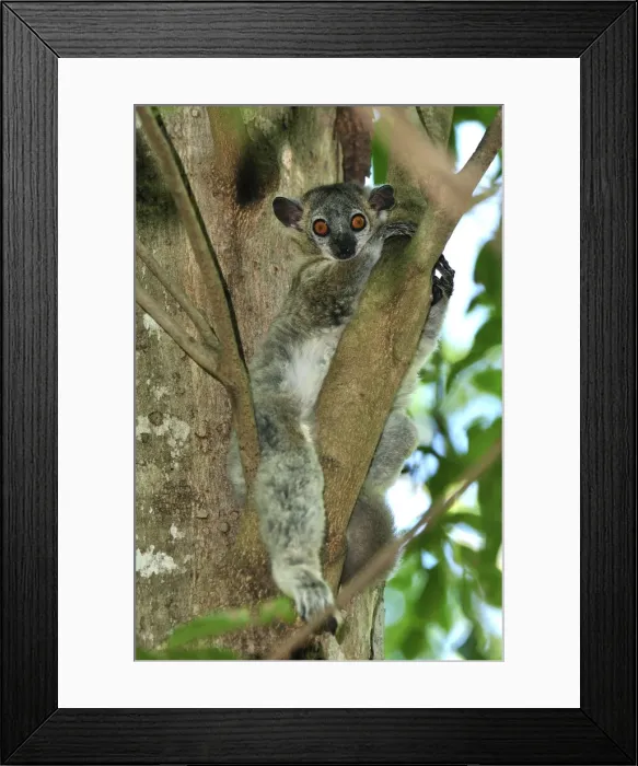 Framed Print : White-footed Sportive Lemur - Berenty Private Reserve - Southern Madagascar Framed Print : White-footed Sportive Lemur - Berenty Private Reserve - Southern Madagascar