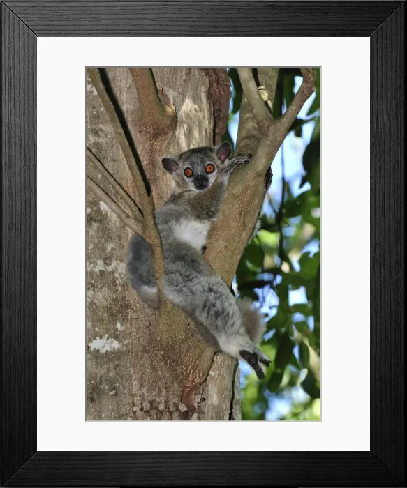 Framed Print : White-footed Sportive Lemur - Berenty Private Reserve - Southern Madagascar