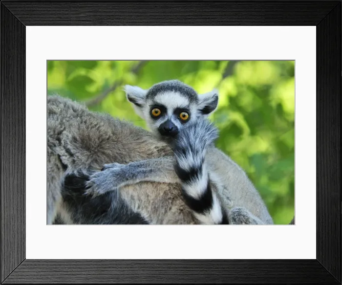 Framed Print : Ring-tailed Lemur - young - Berenty Private Reserve - Southern Madagascar Framed Print : Ring-tailed Lemur - young - Berenty Private Reserve - Southern Madagascar