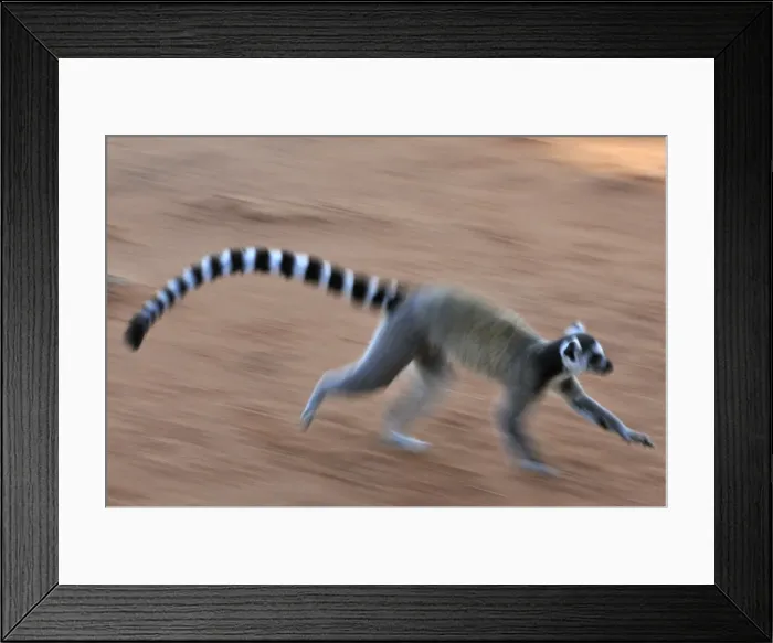 Framed Print : Ring-tailed Lemur - running - Berenty Private Reserve - Southern Madagascar Framed Print : Ring-tailed Lemur - running - Berenty Private Reserve - Southern Madagascar