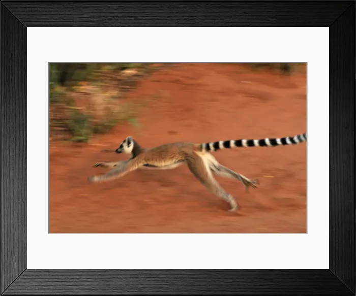 Framed Print : Ring-tailed Lemur - running - Berenty Private Reserve - Southern Madagascar Framed Print : Ring-tailed Lemur - running - Berenty Private Reserve - Southern Madagascar